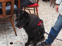 Der Dornbacher im GH Timo am 11.10.2025